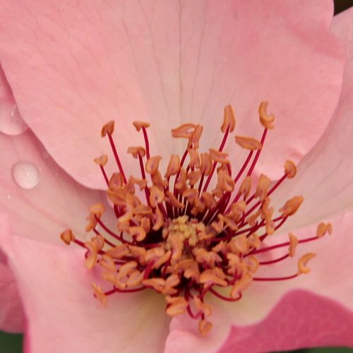 Online rózsa webáruház - történelmi - tea rózsa - rózsaszín - Rosa Dainty Bess - diszkrét illatú rózsa - Wm. E. B. Archer & Daughter - Kevés sziromból álló, halvány rózsaszín virágú, szokatlan megjelenésű nemes rózsa.